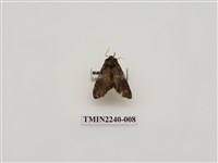 藏品(黃肩舟蛾)的圖片